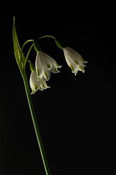 Schneeglöckchen von Arnold van Rooij