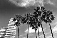 Palmbomen (zwart-wit) van Rob Blok thumbnail