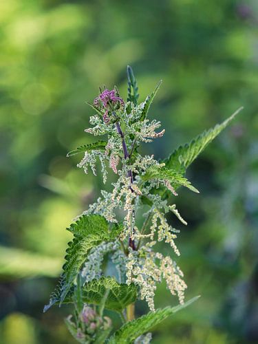 Flowering nettle