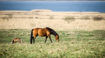 Horse in Nature by Shirley Weijts