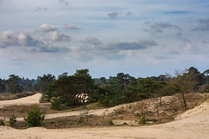 Hulshorsterzand