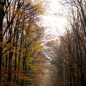 Autumn in the forest by Annemarie Goudswaard