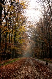 L'automne dans la forêt