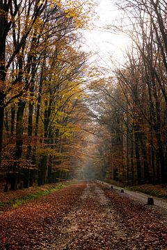 L'automne dans la forêt sur Annemarie Goudswaard