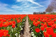 Tulpen Feld Pfad zwischen roten Blumen und blauen Himmel in Holland von Ben Schonewille Miniaturansicht