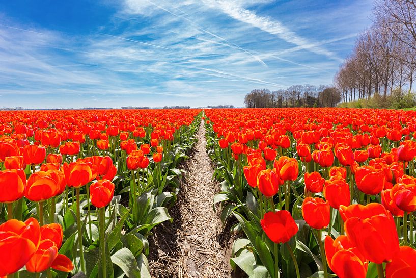 Tulpen Feld Pfad zwischen roten Blumen und blauen Himmel in Holland von Ben Schonewille