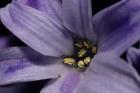 Deepening Abstraction: The Enchanting Hyacinth
