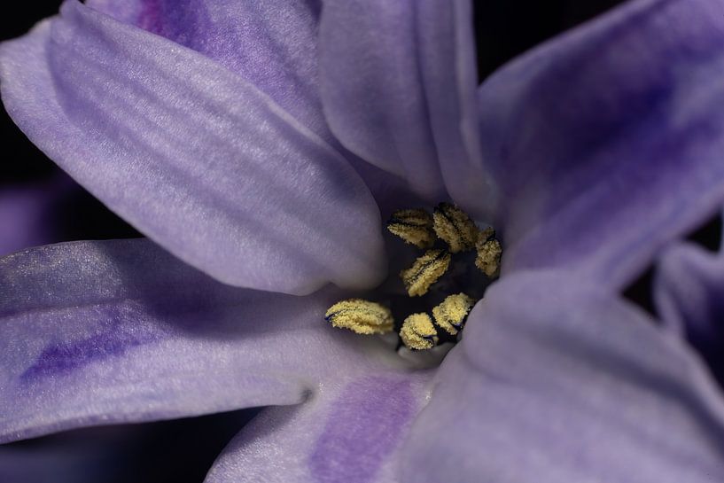 Deepening Abstraction: The Enchanting Hyacinth by Remco Ditmar