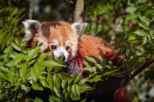 Roter Panda