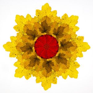 Kaléidoscope de feuilles d'automne