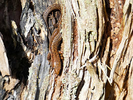 Lézard des bois dans le marais d'Ostroher sur Hans-Jürgen von Hemm