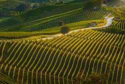 Gouden Uur in de Langhe. Kronkelend weggetje door wijngaarden bij G