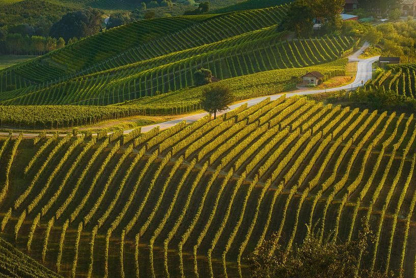 Golden Hour in the Langhe. Winding Road Through Vineyards near G by Stefano Orazzini
