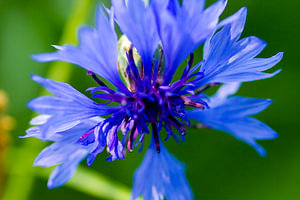 Voller Kornblumen