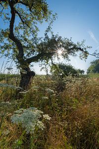 Obstbaum im Sommer