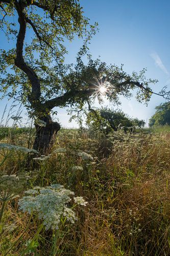 Fruitboom in de zomer