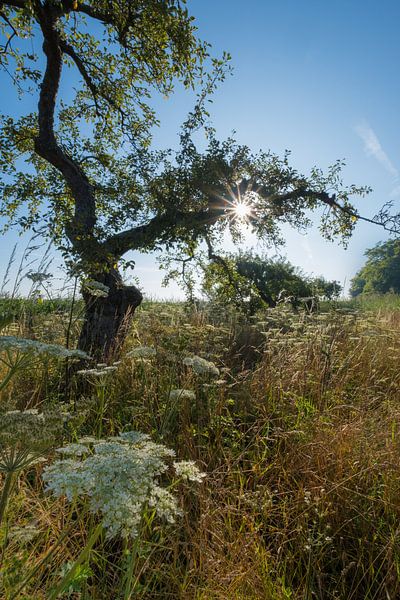 Fruit tree in summer by Moetwil en van Dijk - Fotografie