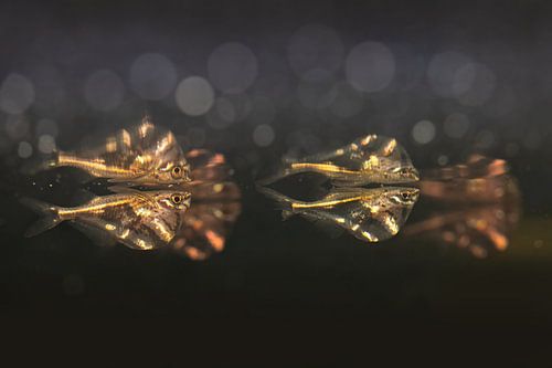 Poissons marbrés à ventre court sur Thomas Herzog