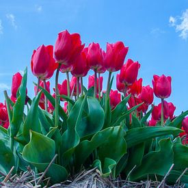 Red Tulips van Martyn Buter