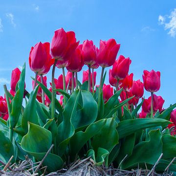 Rote Tulpen von Martyn Buter