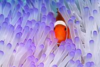 Nemo