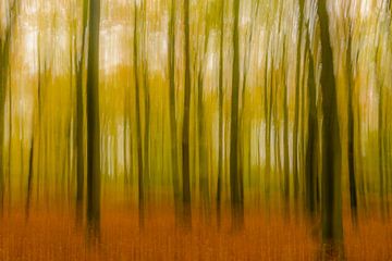 Vue abstraite d'une forêt de hêtres par une journée d'automne. sur Sjoerd van der Wal Photographie