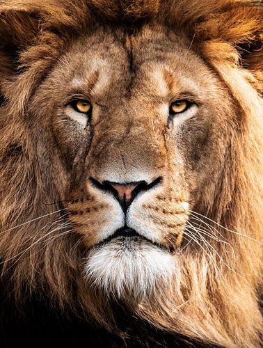 Männlicher Löwe