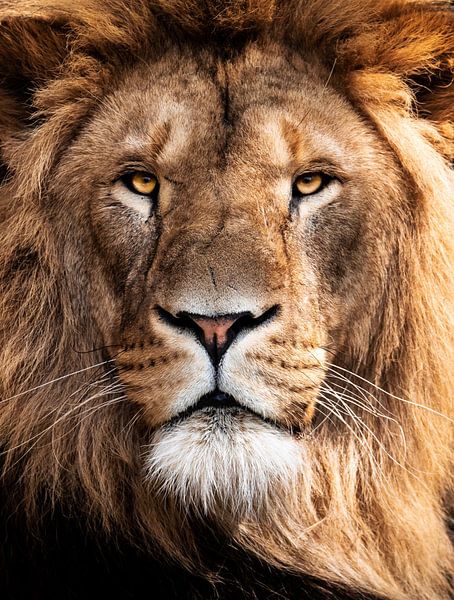 Male Lion by Design Wall Arts