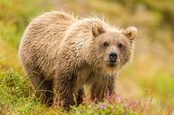 Jonge Grizzly beer in het gras van Michael Kuijl thumbnail