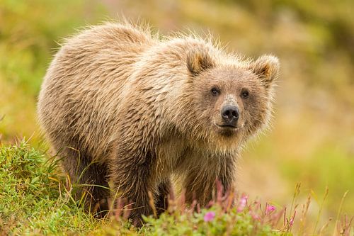 Junger Grizzlybär im Gras