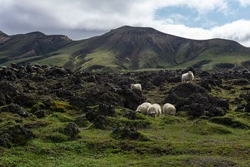 Environnement des moutons islandais Landmannalaugar sur Henk Alblas