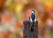 Looking into a bright future! by Robert Kok thumbnail
