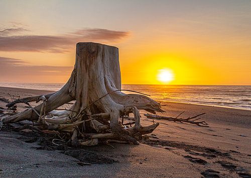 Tree stump in sunset