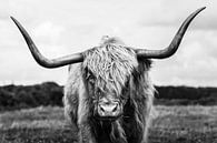 Schotse hooglander portret van Richard Guijt Photography thumbnail