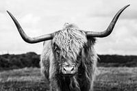 Scottish highlander portrait