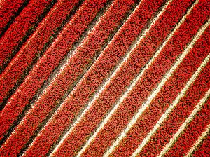 Reihen von roten Tulpen von oben gesehen von Sjoerd van der Wal Fotografie