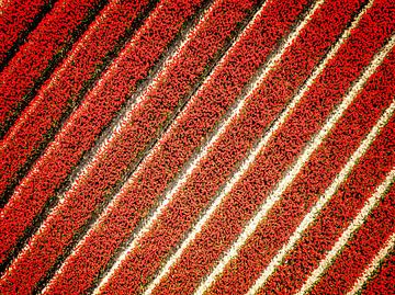 Rangées de tulipes rouges vues d'en haut sur Sjoerd van der Wal Photographie