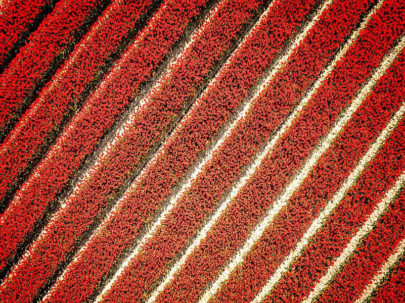 Rows of red tulips seen from above by Sjoerd van der Wal Photography