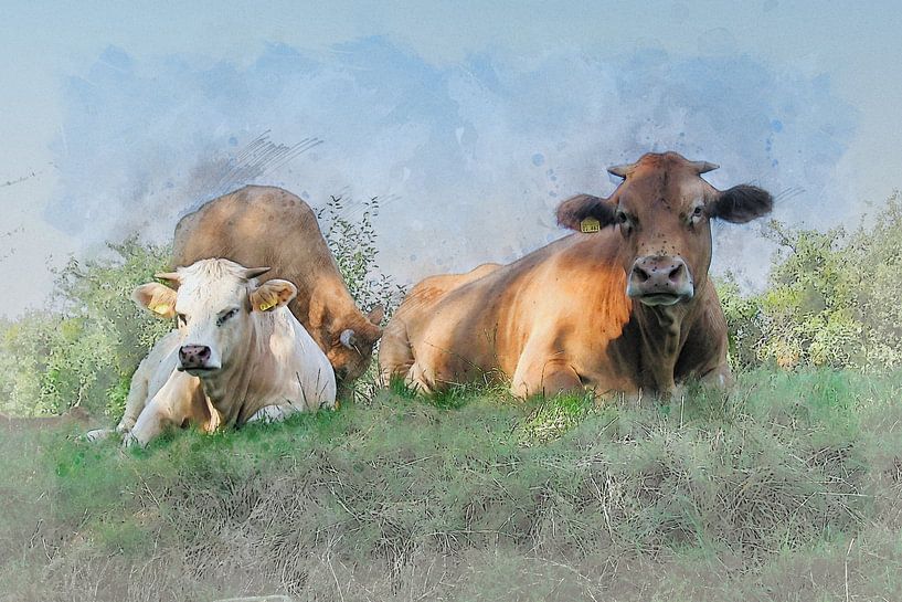 Cow in the meadow. by Bert Quaedvlieg