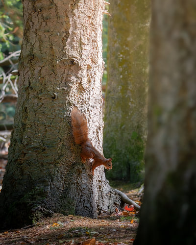 Rotes Eichhörnchen mit Nuss