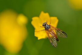 bluebottle by Karin Jähne