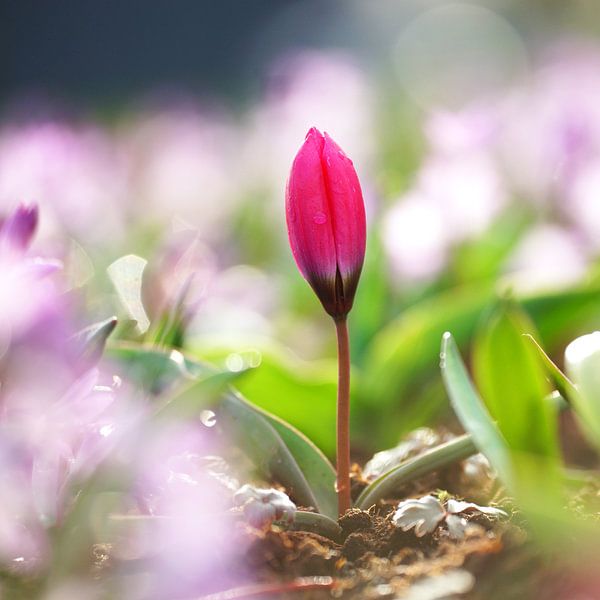 Eenzame tulp bij tegenlicht van Peet Romijn