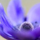 Violette Anemone von Ellen de Ridder Miniaturansicht