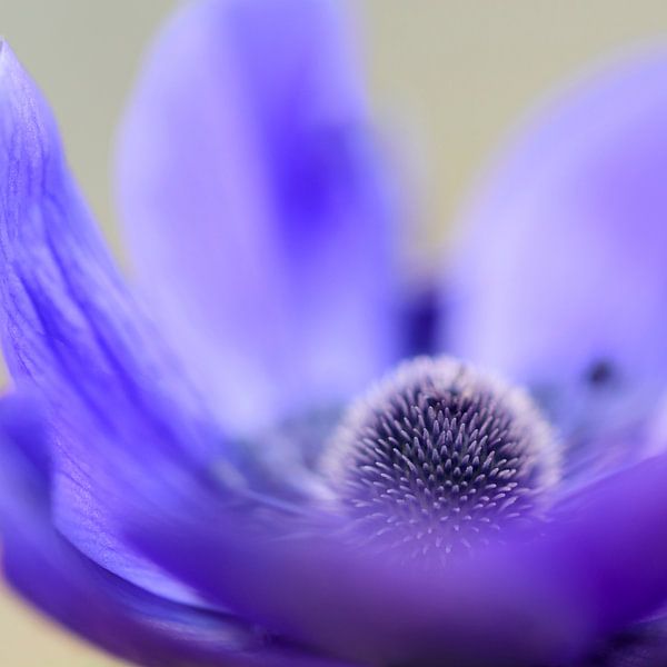 Violette Anemone von Ellen de Ridder