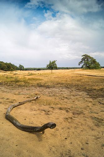 Veluwe