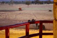 Elefant und Ochse undeutlich im Hintergrund