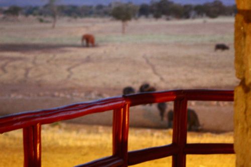 olifant en os vaag in de achtergrond