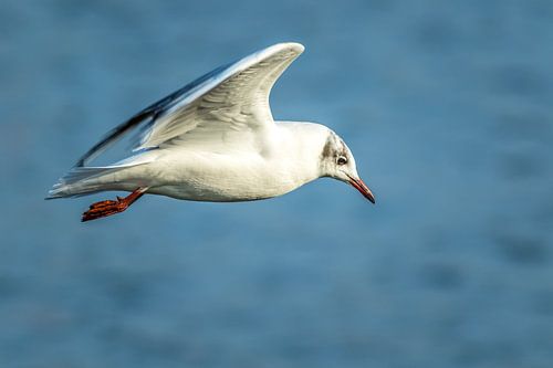 image volante d'une mouette rieuse en plumage d'hiver le long de la côte