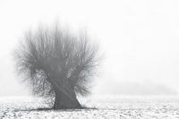 Weide im Nebel