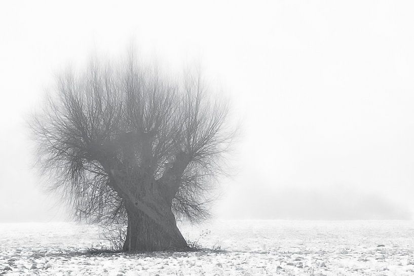 Weide im Nebel by Petra Voß